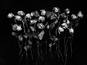 Науменко Виктория, "Roses from Marushchenko",из серии «from series "Even Dying Still Beautiful"