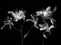 Науменко Виктория, "Lillium", из серии "Even Dying Still Beautiful"