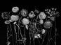 Naumenko Viktoriya, "Ranunculus", from series "Even Dying Still Beautiful"