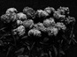 Виктория Науменко Paeonia