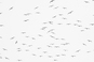 Olena Morozova, "Seagulls ", from the serias "Infinity"